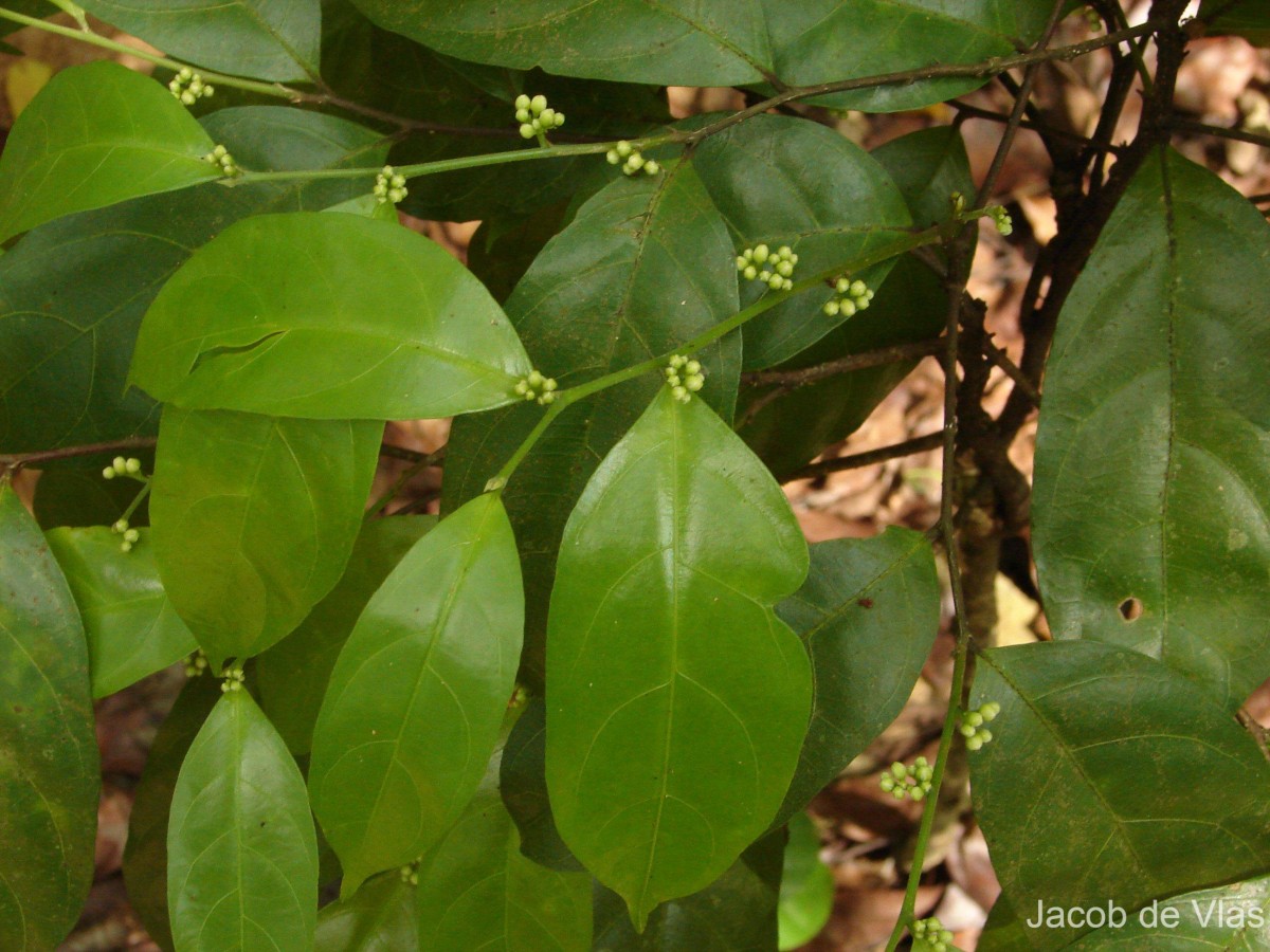 Dichapetalum zeylanicum Kosterm.